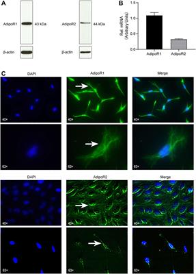 Adiponectin Interacts In-Vitro With Cementoblasts Influencing Cell Migration, Proliferation and Cementogenesis Partly Through the MAPK Signaling Pathway